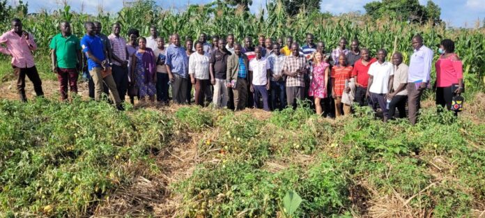 Ugandan farmer and agricultural specialist assessing climate resilience in a crop field